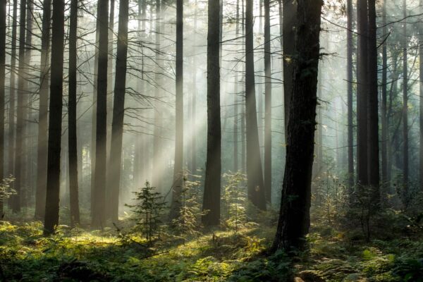 Vibrant Planet utiliza IA para mapear la tierra y mejorar la resiliencia climática