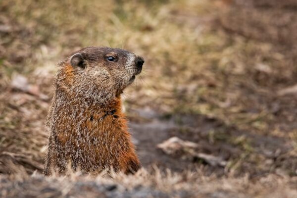 Groundhog looking forward